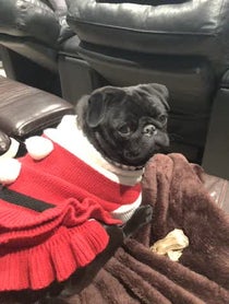 Poster for Other video from Chubbs The Wampug