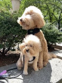 Poster for Birthday video from Puppy Named Charlie and Sawyer Saurus