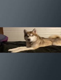 Poster for Pep Talk video from Banner The Super Dog