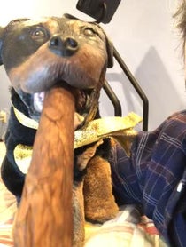 Poster for Gift video from Triumph the Insult Comic Dog