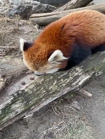 Poster for Gift video from Red Pandas