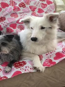 Poster for Other video from Piglet the Deaf Blind Pink Puppy