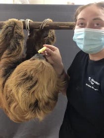 Poster for Other video from Curly the Sloth at Houston Zoo