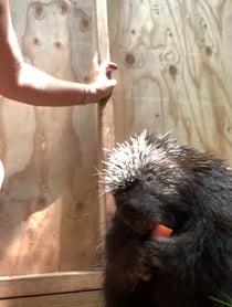 Poster for Birthday video from Henry the Porcupine