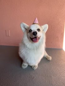 Poster for Other video from Winston the White Corgi
