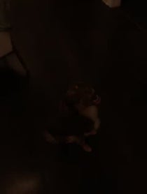 Poster for Other video from Chester the Good Boy