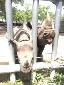 Poster for Other video from Rhinos