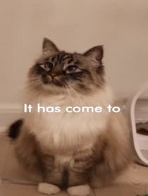 Poster for Other video from Nelly and Gilbert the cats