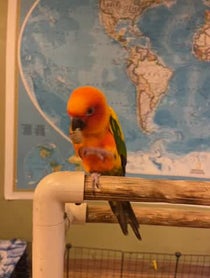 Poster for Other video from Lucy the Sun Conure