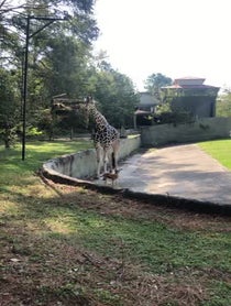Poster for Birthday video from Giraffe