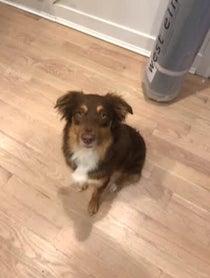 Poster for Other video from Chester the Good Boy