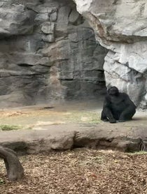 Poster for Birthday video from Western Lowland Gorillas