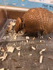 Poster for Other video from Gwen the Armadillo