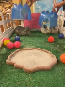Poster for Birthday video from Ande & Graham the Chinchillas
