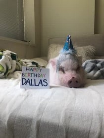 Poster for Birthday video from Stella Max Johnson