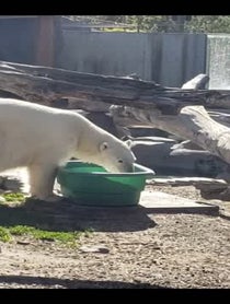 Poster for Question video from Nora the Polar Bear