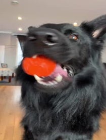 Poster for Birthday video from Charlie The Black Shepherd