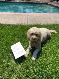 Poster for Birthday video from Chewie.Minidoodle