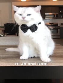 Poster for Other video from Coby The Cat