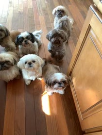 Poster for Other video from Jersey Shih Tzu