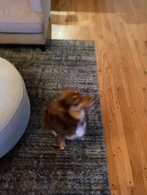Poster for Other video from Chester the Good Boy