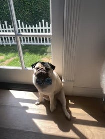 Poster for Birthday video from Moose the Pug