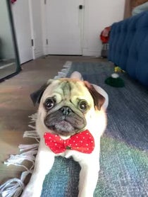 Poster for Holiday video from Moose the Pug