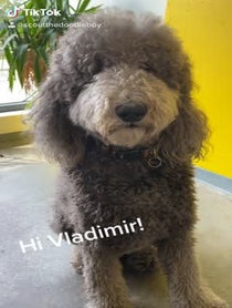 Poster for Birthday video from Scout the Doodle Boy