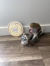 Poster for Intro video video from Mojo The Monkey