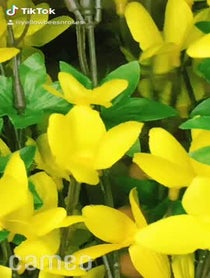 Poster for Intro video video from Bees