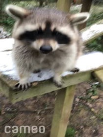 Poster for Intro video video from Ralph the Raccoon