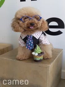 Poster for Intro video video from Bowser The Goldendoodle