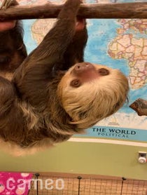 Poster for Intro video video from Dunkin the Two Toed Sloth
