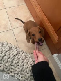 Poster for Intro video video from Barkley The Dog