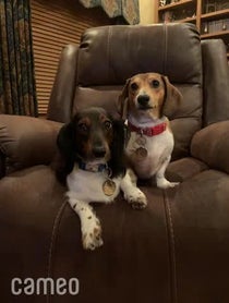 Poster for Intro video video from Ballparkdoxies