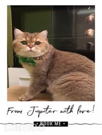 Poster for Intro video video from Jupiter The Brit Cat