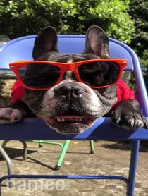 Poster for Intro video video from Oscar The Frenchie