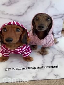 Poster for Intro video video from Holly and Hazelnut