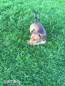 Poster for Intro video video from Bosco and his Big Stick