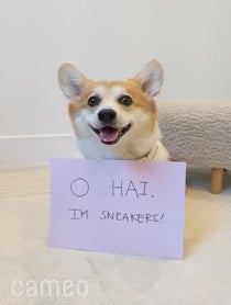 Poster for Intro video video from Sneakers the Corgi