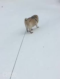 Poster for Intro video video from mypugboo