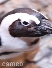 Poster for Intro video video from Georgia Aquarium