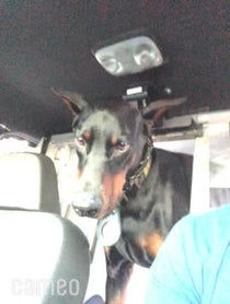 Poster for Intro video video from K9 Duke