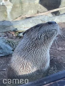 Poster for Intro video video from Otters Dunkin & Sushi at Stone Zoo