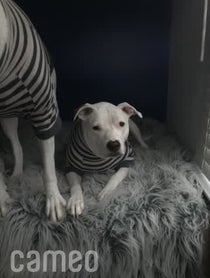 Poster for Intro video video from The Whitest Pups You Know