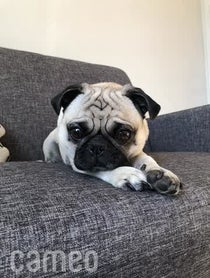 Poster for Intro video video from Shaq The Pug