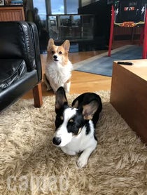 Poster for Intro video video from Cute Three Corgis of Instagram