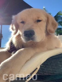 Poster for Intro video video from Wallace The Golden