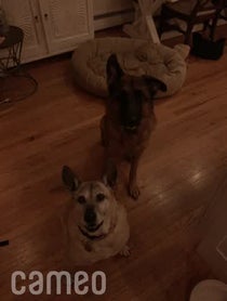 Poster for Intro video video from Theo the GSD