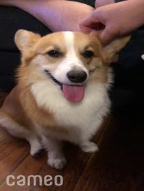 Poster for Intro video video from Tofu the Corgi